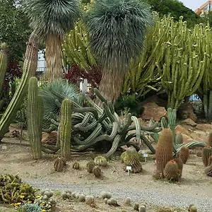Bonanza , Benalmádena España
